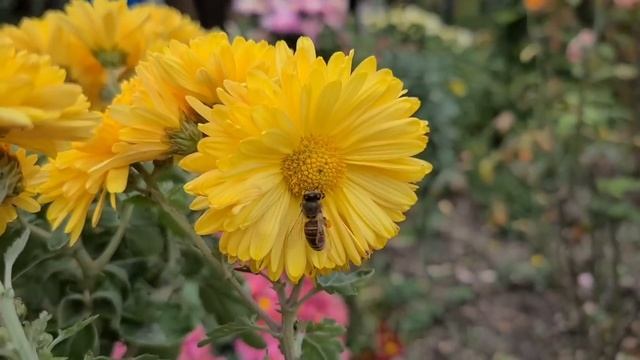 Ейск?Ремонт дома на юге. Воронцовка. Заказ окна. Где лучше? Любимый Василек - новинки ?? смотреть онлайн
