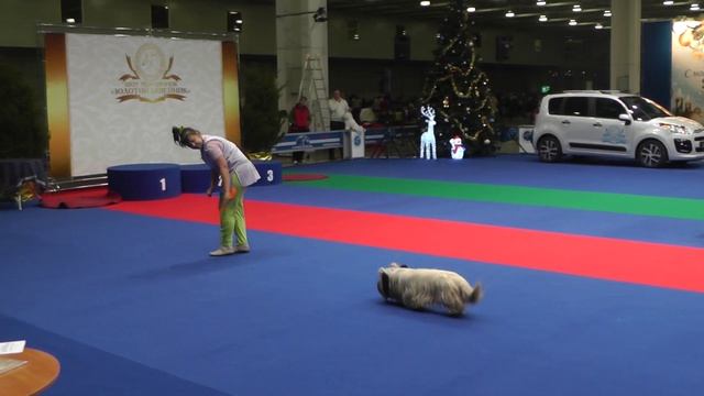 Танцы с собаками. Чемпионат РКФ - 2014. смотреть онлайн