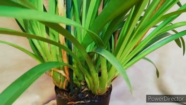 Новая орхидея Цимбидиум. #cymbidium смотреть онлайн