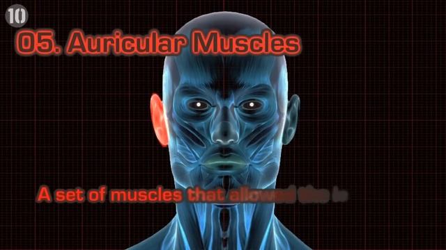 10 Useless Human Body Parts смотреть онлайн