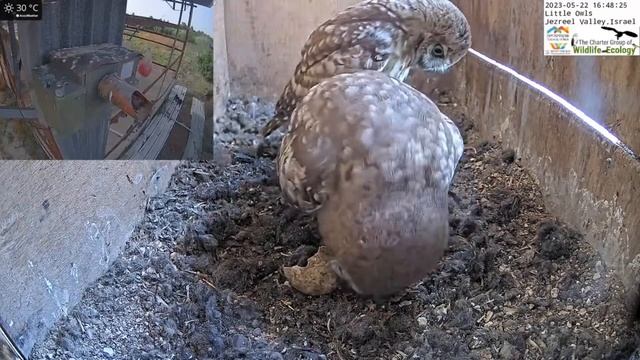 Hilarious Little Owl's Ball Game with a Dud Egg! смотреть онлайн