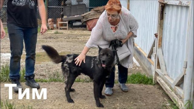 И снова приветы из дома /Again Greetings From Home