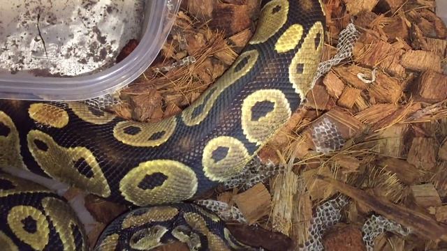 2018 Ball python collection update смотреть онлайн