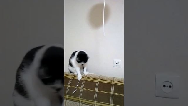 #про Кота #смешные животные #праздник и у кота смотреть онлайн