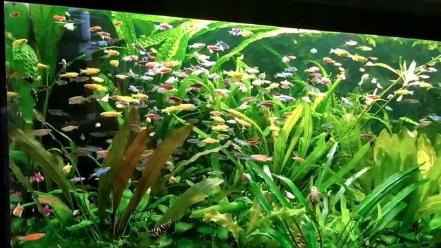 ? aquarium? #Неон #Тернеция Гло #Данио Гло #水族館 #Аквариум смотреть онлайн