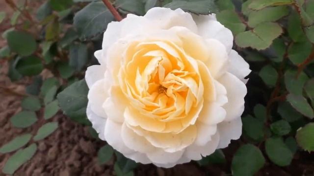 Роза Крокус Роуз \ Эмануэль . Д.Остин. Кустарниковая. смотреть онлайн