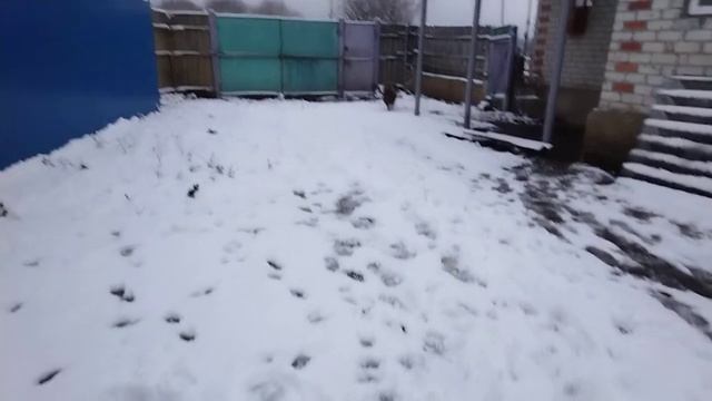 непоседы#волк #волки #волкособ #хаски #собака #собаки #dog #doglover #dogs #wolf #wolfs #haski.mp4