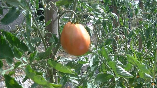 TOMATE : Liguria