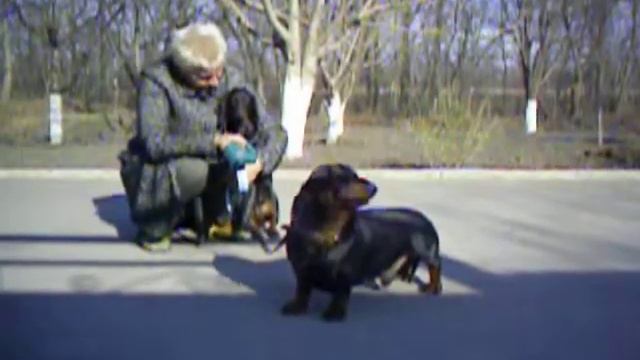 Щенки таксы, доставим. тел. +38-050-647-54-12 03,04,09 смотреть онлайн