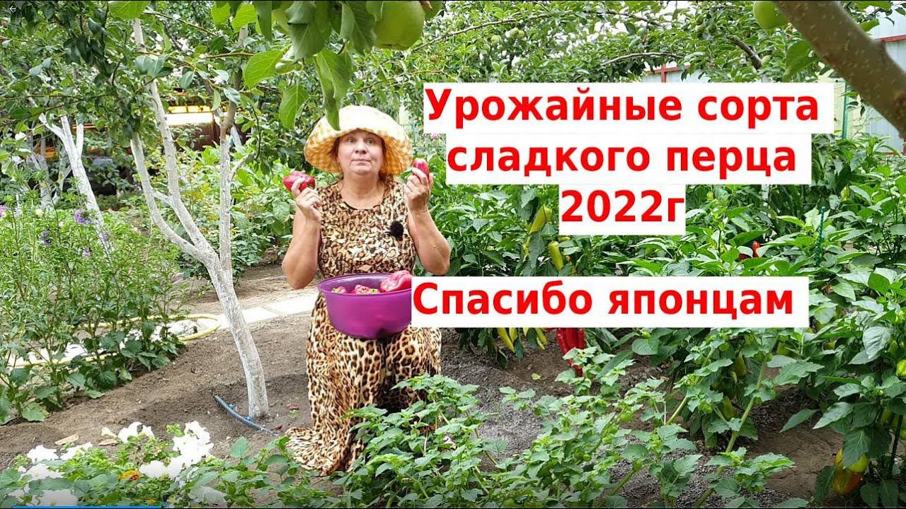 Их я точно буду сажать всегда. Урожайный перец Джейд. Лучшие сорта перца в 2022 смотреть онлайн