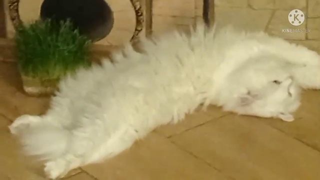 #практика для умиротворения, избавления от страхов , и обретения душевного покоя смотреть онлайн