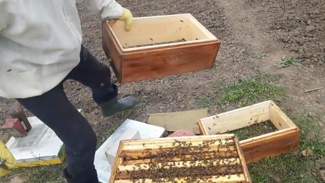Попытка взять мёд с садов. Эксперимент на пасеке. смотреть онлайн