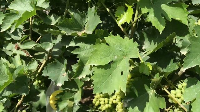 Мини-экскурсия по питомнику винограда. Кишмиш 342 и Спонсор смотреть онлайн