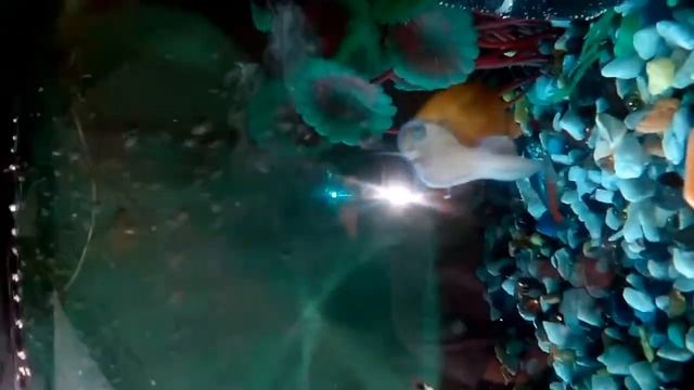 Мой круглый аквариум отсадник смотреть онлайн