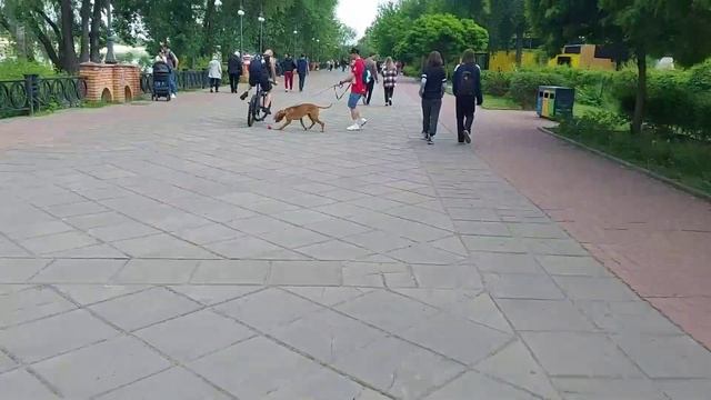 Кареглазый в ритме!Голодание, очистительные клизмы, прогулка на велосипеде, сауна! смотреть онлайн