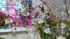 Полный обзор цветочной комнаты - 200 комнатных растений с названиями.