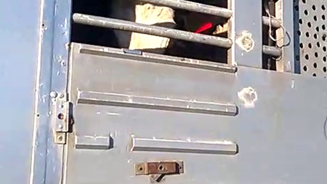 Двухэтажный скотвоз - Доставка КРС по России и СНГ смотреть онлайн