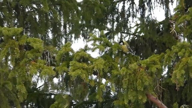 № 1806 12 11 2021 Серая ворона и другие птицы смотреть онлайн