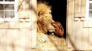 Unlikely animal couple: a tiny dachshund & a 500lb LION