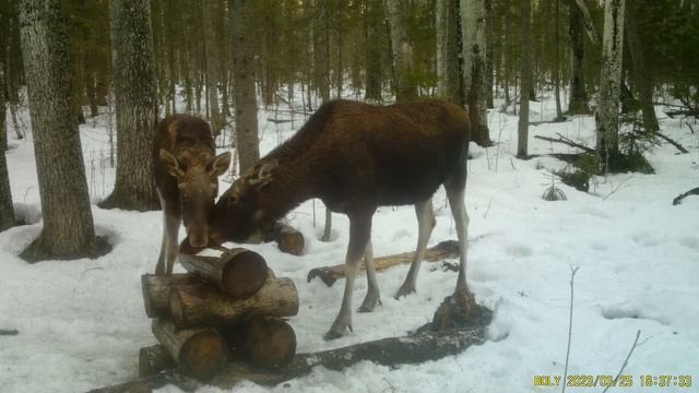 Фотоловушка Болигуард #14 Солонец №5 смотреть онлайн
