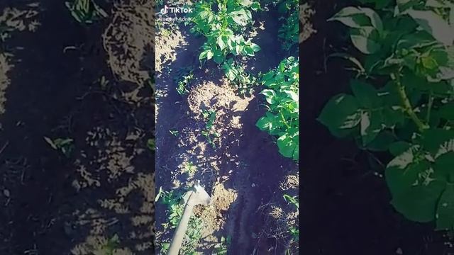 На хера столько картошки посадили смотреть онлайн