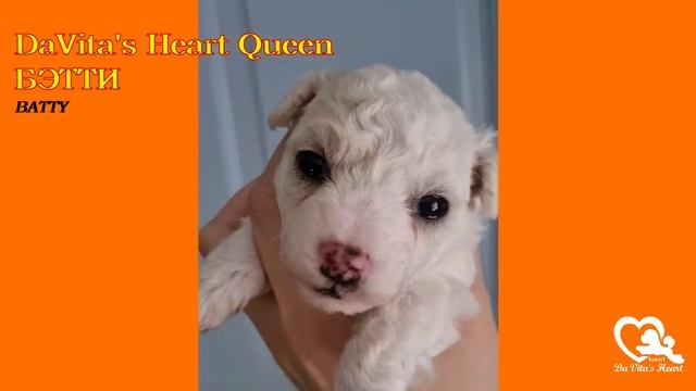 Выпускной видеофильм для помёта 