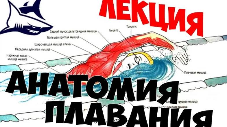Анатомия плавания. Влияние травм на технику плавания. И нарушения техники кроля, вызывающие травмы смотреть онлайн