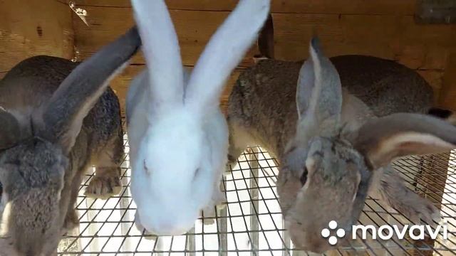 Обзор хозяйства. Кролики породы Белые Великаны и Фландер. Покажу крольчат разных возрастов и их вес смотреть онлайн