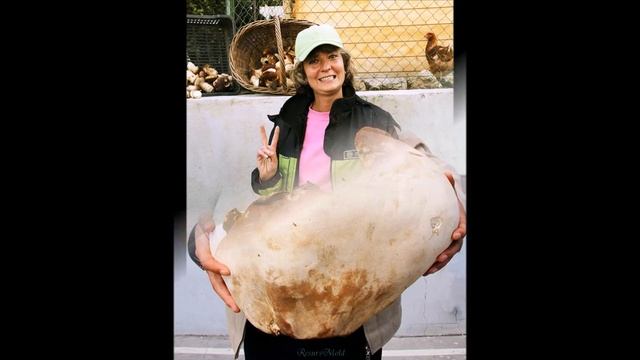 САМЫЕ БОЛЬШИЕ ГРИБЫ В МИРЕ . ГИГАНТСКИЕ ГРИБЫ . смотреть онлайн