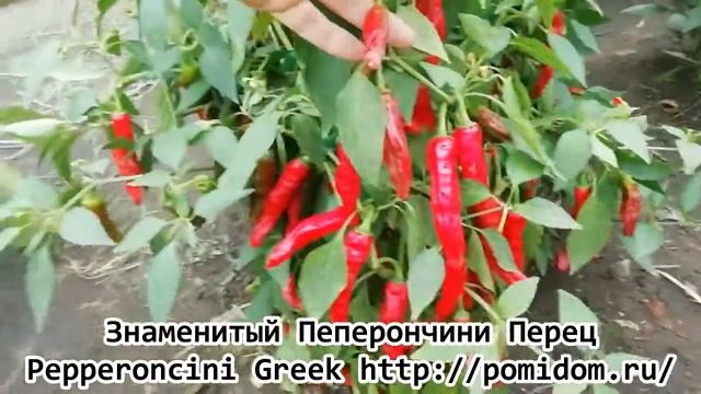 Знаменитый Перец Pepperoncini Greek Пеперончини