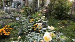 Роза Тизинг Джорджия (Teasing Georgia)ё