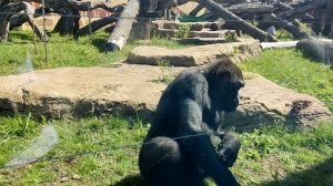 Гориллы в зоопарке. Река Замбези. Казанский Зооботанический сад.