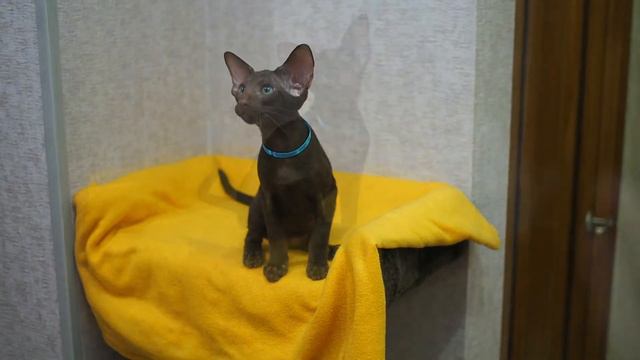 +79279186611 питомник ориентальных кошек КостОРИ, есть свободные малыши 😍 смотреть онлайн