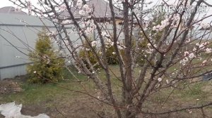 Аленка мохнатая. Методы борьбы.