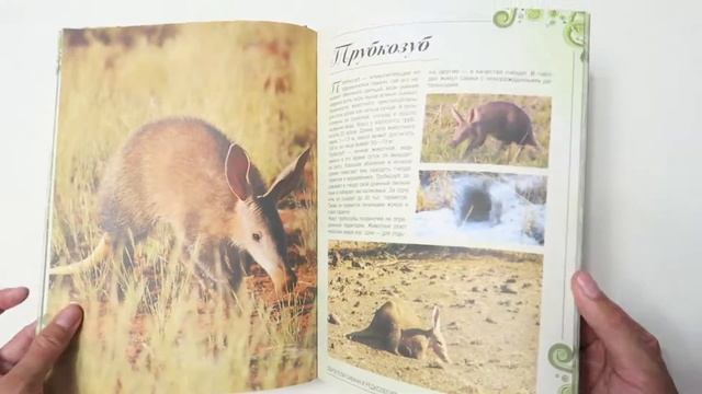 Обзор на "Большая книга о животных. 1001 фотография", издательство АСТ | Энциклопедия с фотографиям смотреть онлайн