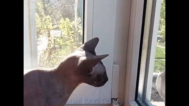 Как избавится от Голубей / How To Get Rid Of Pigeons?