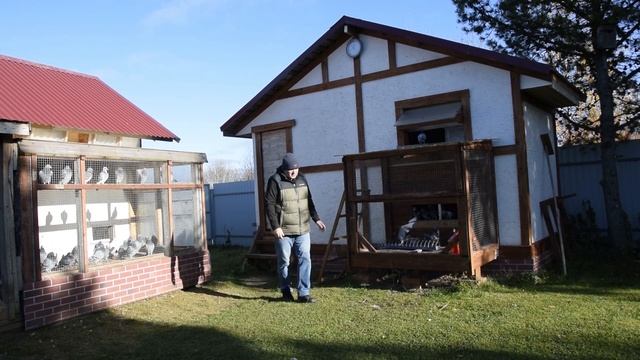 ПЯТЬ ДНЕЙ В БЕСКОНТРОЛЬНОМ СОСТОЯНИИ. Итоги свободного содержания спортивных голубей. Потерь нет. смотреть онлайн
