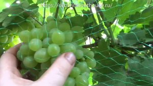 Результат обработки соцветий винограда гиббереллином на выдвижение