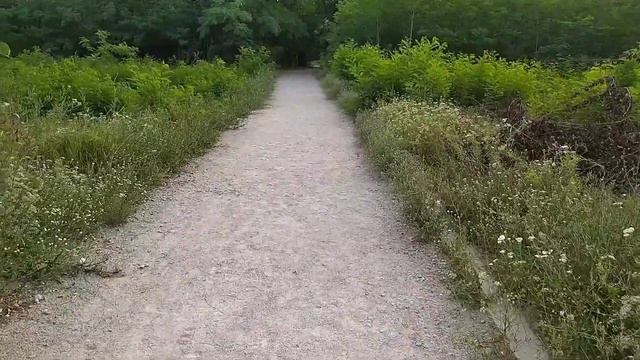 Бюджетный механический стедикам (стабилизатор) для камеры, фотоаппарата или мобильного смотреть онлайн