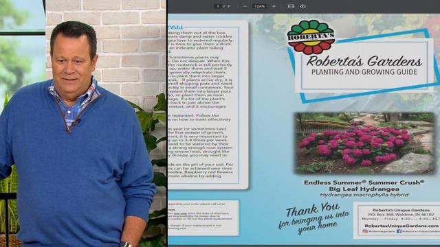 Roberta's 1-Piece Endless Summer Live Hydrangea - Summer Crush On QVC