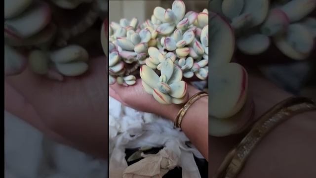 Cotyledon Orbiculata cv Variegated unboxing and potting - Imported Korean Succulent - rare succulen смотреть онлайн