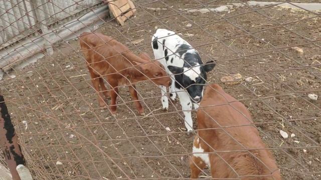 Купил телят / Выбор ЗЦМ / Joosten milk и спектолак - сравнение! Йоостен Милк! смотреть онлайн