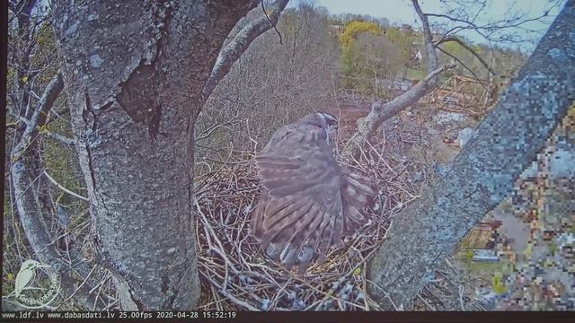 P4280605 - 28.04.2020. Начало с 15 : 43 мин. Vistu vanags/Куриный ястреб в переводе с латышского яз смотреть онлайн