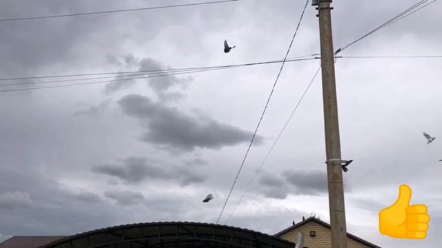 💥НИКОЛАЕВСКИЕ ГОЛУБИ💥 МОЛОДЁЖЬ💥 2.05.2020.г. смотреть онлайн