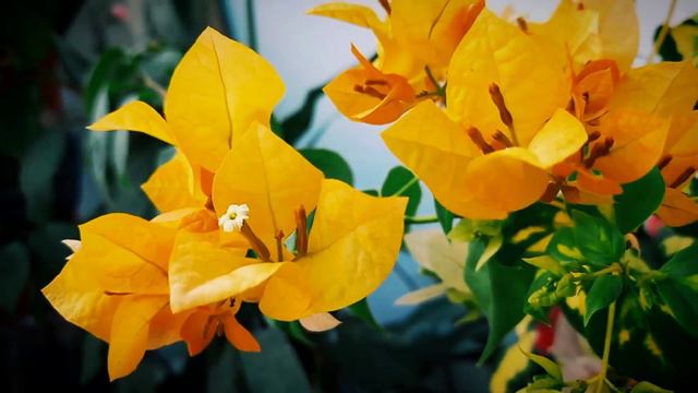 Bougainvillea Thimma Yellow смотреть онлайн