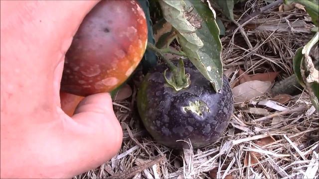 Indigo Apple Tomato Harvest (for BLT's) смотреть онлайн