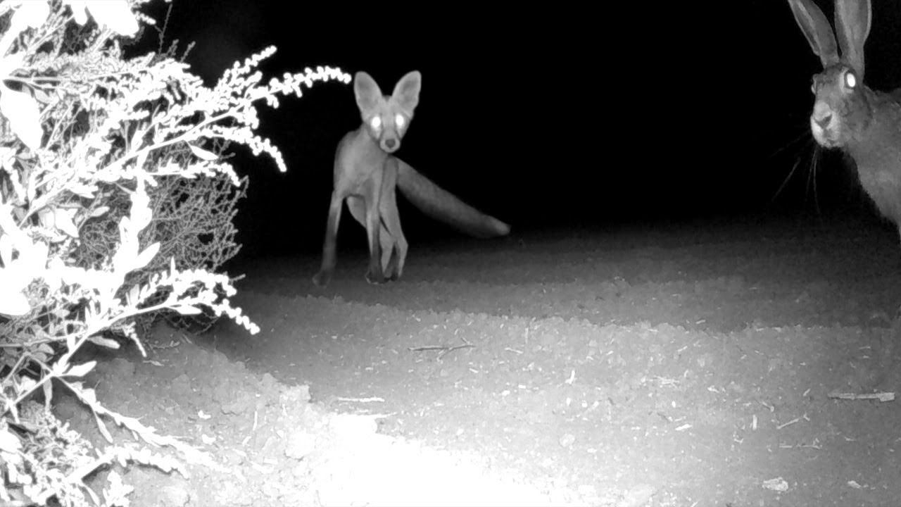Любопытный заяц и пугливая лиса / A curious hare and a timid fox смотреть онлайн