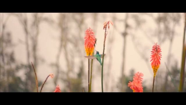 Nature-Nikon D90 50mm смотреть онлайн