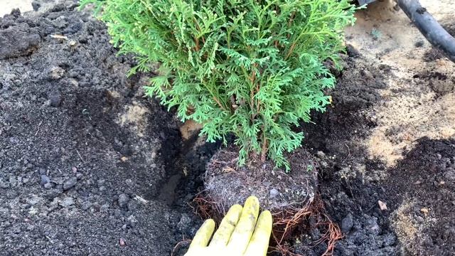 Сажаю карликовую тую /на примере туи западной Хосери смотреть онлайн