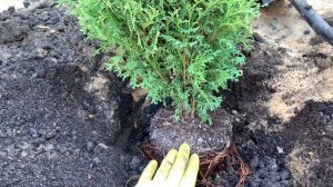 Сажаю карликовую тую /на примере туи западной Хосери